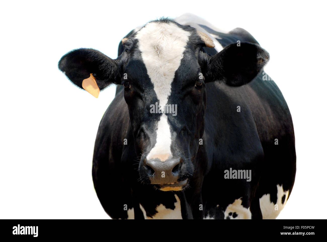 Gros plan d'une vache Holstein sain isolé sur blanc Banque D'Images