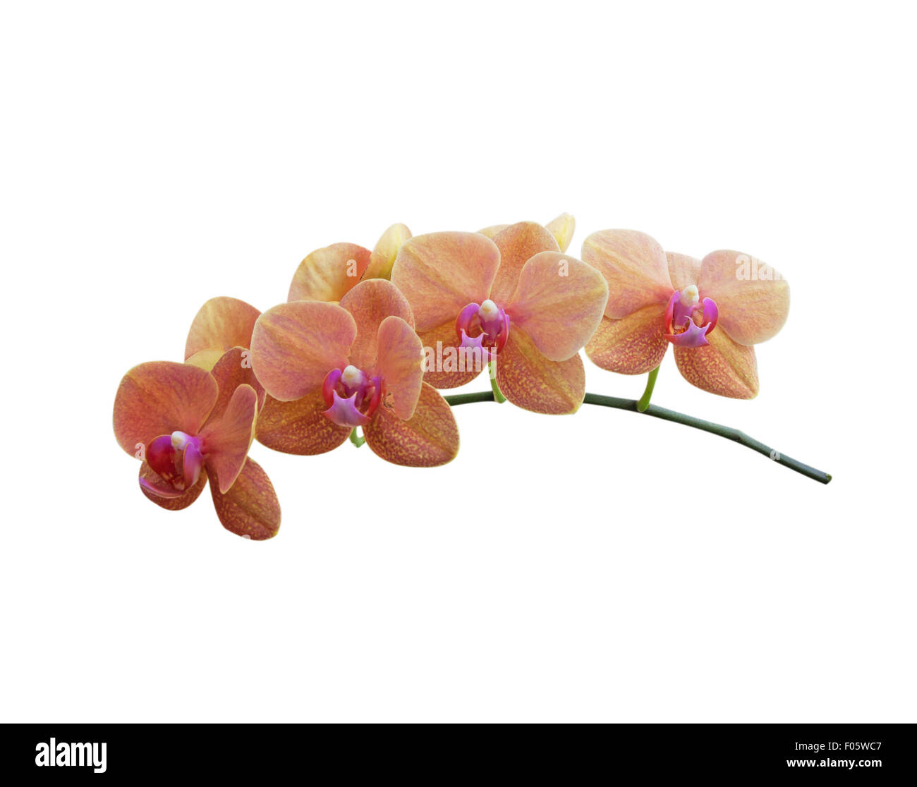 Fleurs orchidée naturel isolé sur fond blanc. Banque D'Images