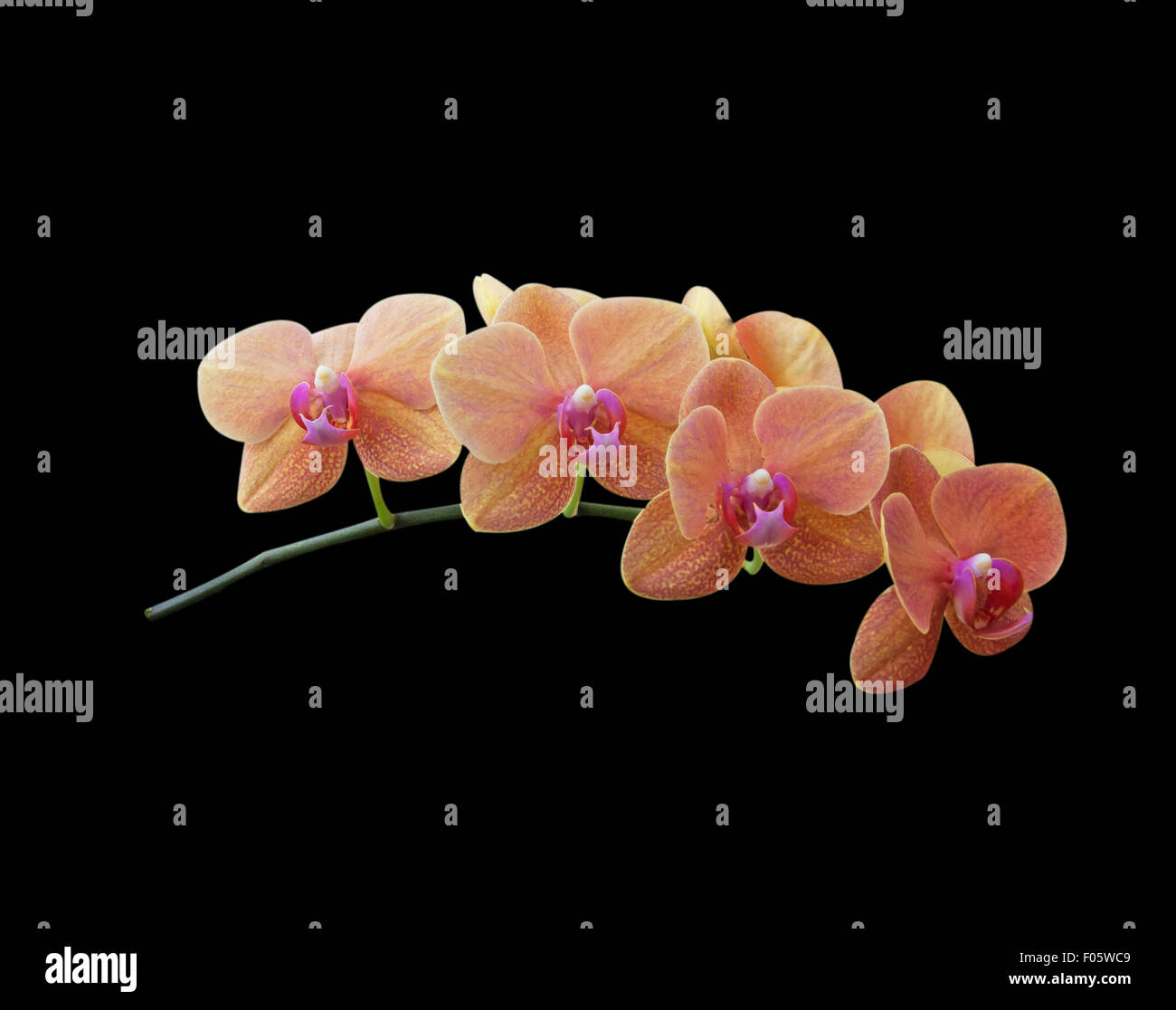 Fleurs orchidée naturel isolé sur fond noir. Banque D'Images