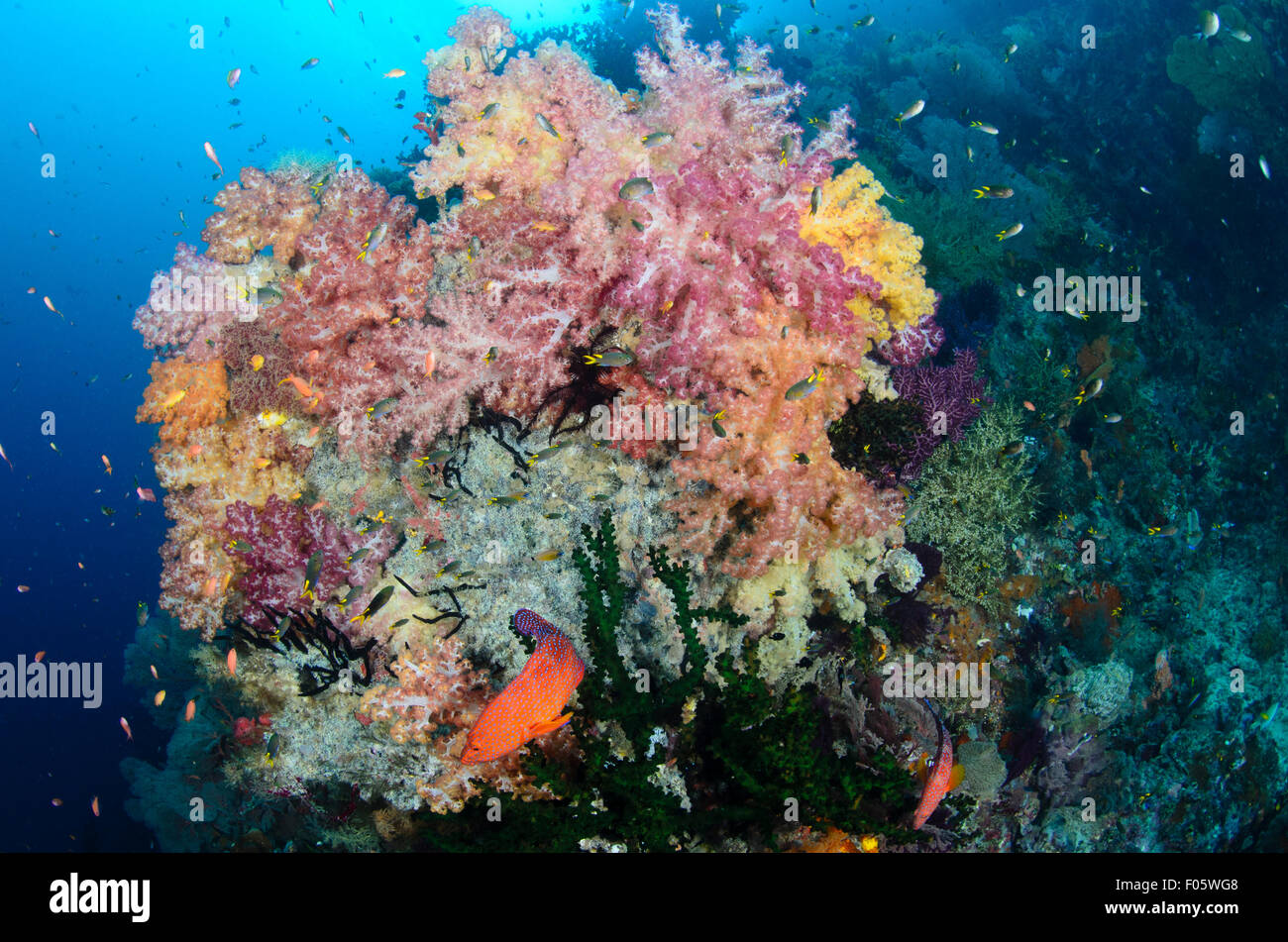 Une paire de saumonées ou corail Cephalopholis miniata, mérous, coraux mous et Dendronephthya sp., Raja Ampat, Indonésie Banque D'Images