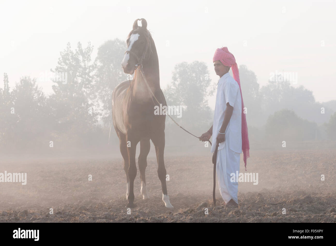 Indian man standing looking dans la distance avec son étalon noir Marwari Banque D'Images