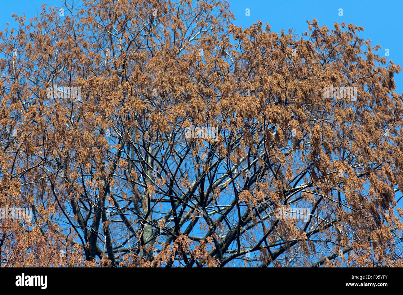 Alnus glutinosa, Schwarzerle ; Banque D'Images