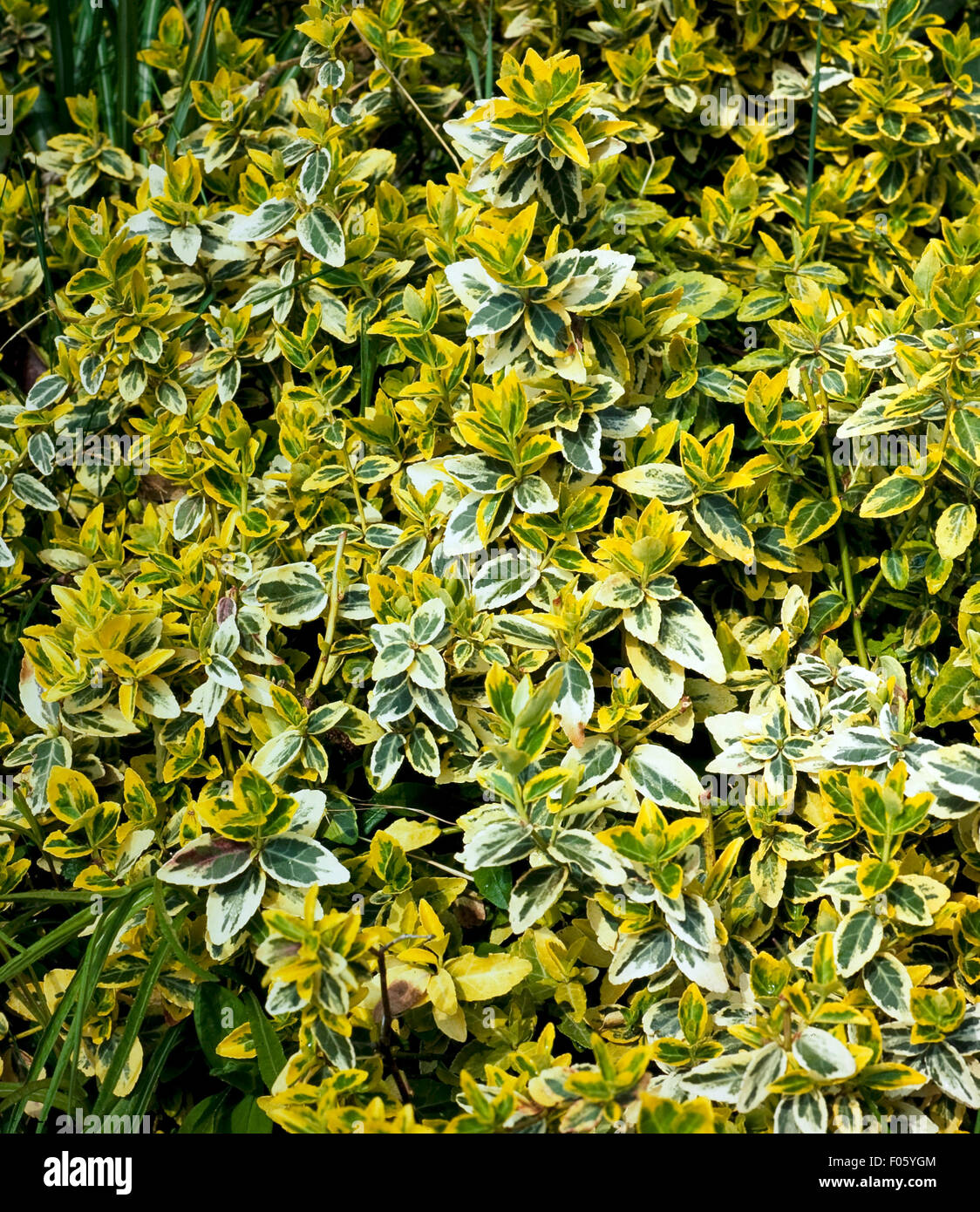 Euonymus fortunei, Spindelstrauch, Emerald"n Gold Banque D'Images