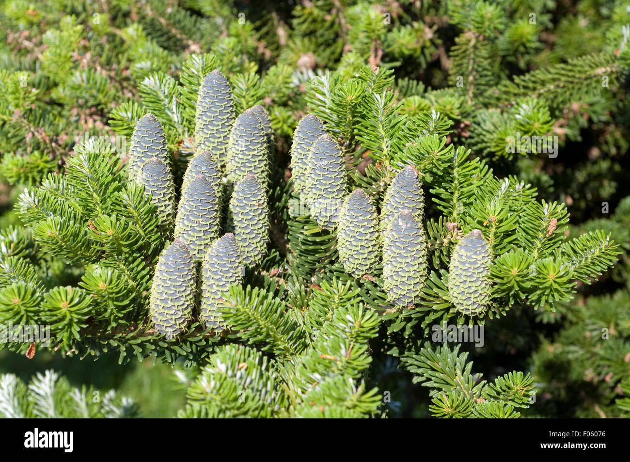 Tanne ; Koreatanne ; Abies koreana, ; Banque D'Images