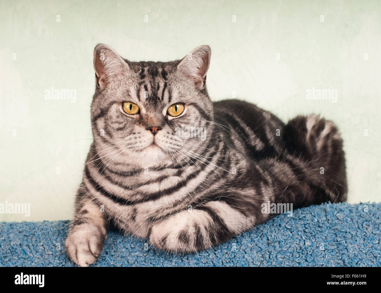 Portrait complet du corps de grand mâle American Shorthair cat looking at  camera. Il est allongé sur un canapé bleu Photo Stock - Alamy