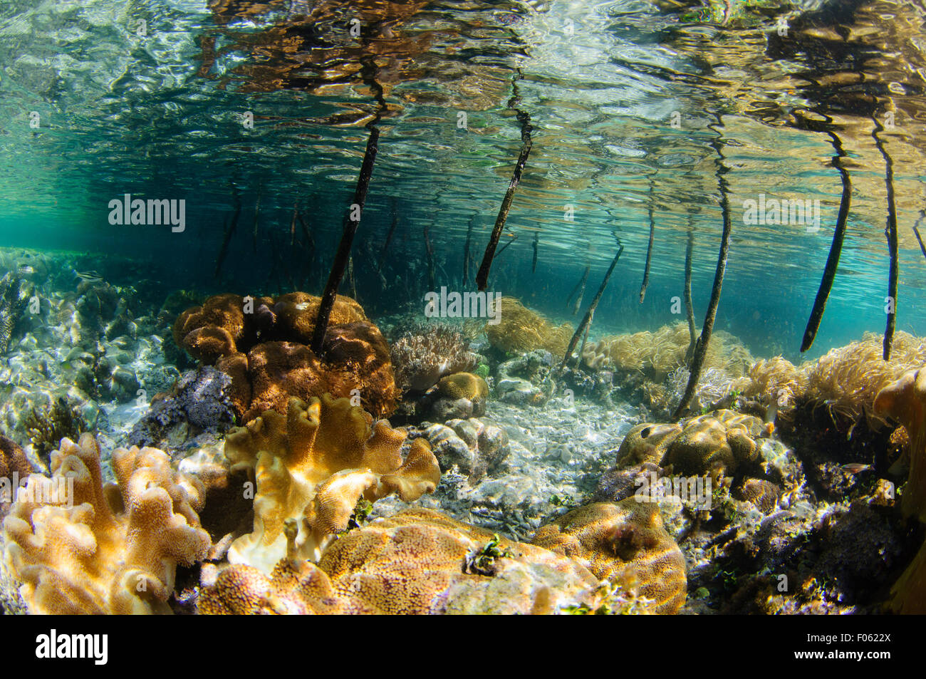 Récif peu profond reflétant à la surface dans les mangroves, Yangeffo, GAM, l'île de Raja Ampat, en Indonésie, l'Océan Pacifique Banque D'Images