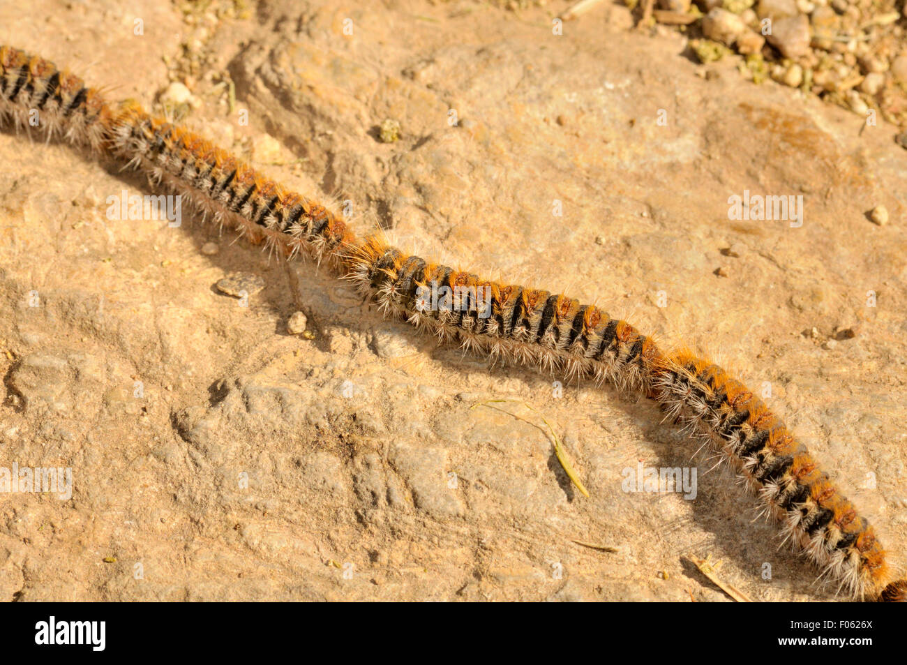 La larve de la chenille processionnaire du pin. Parc Collserola — free download