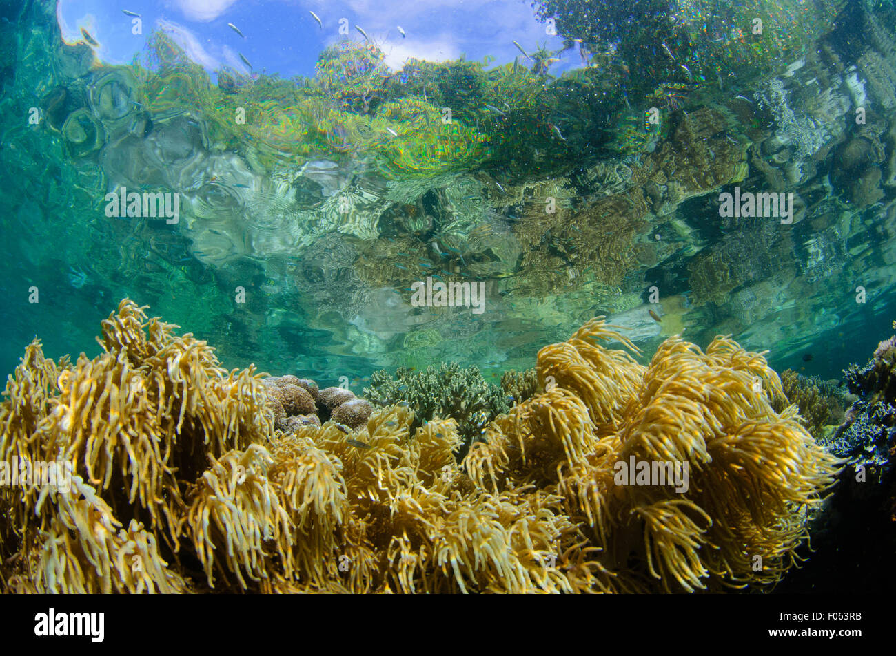 Récif peu profond reflétant à la surface dans les mangroves, Yangeffo, GAM, l'île de Raja Ampat, en Indonésie, l'Océan Pacifique Banque D'Images