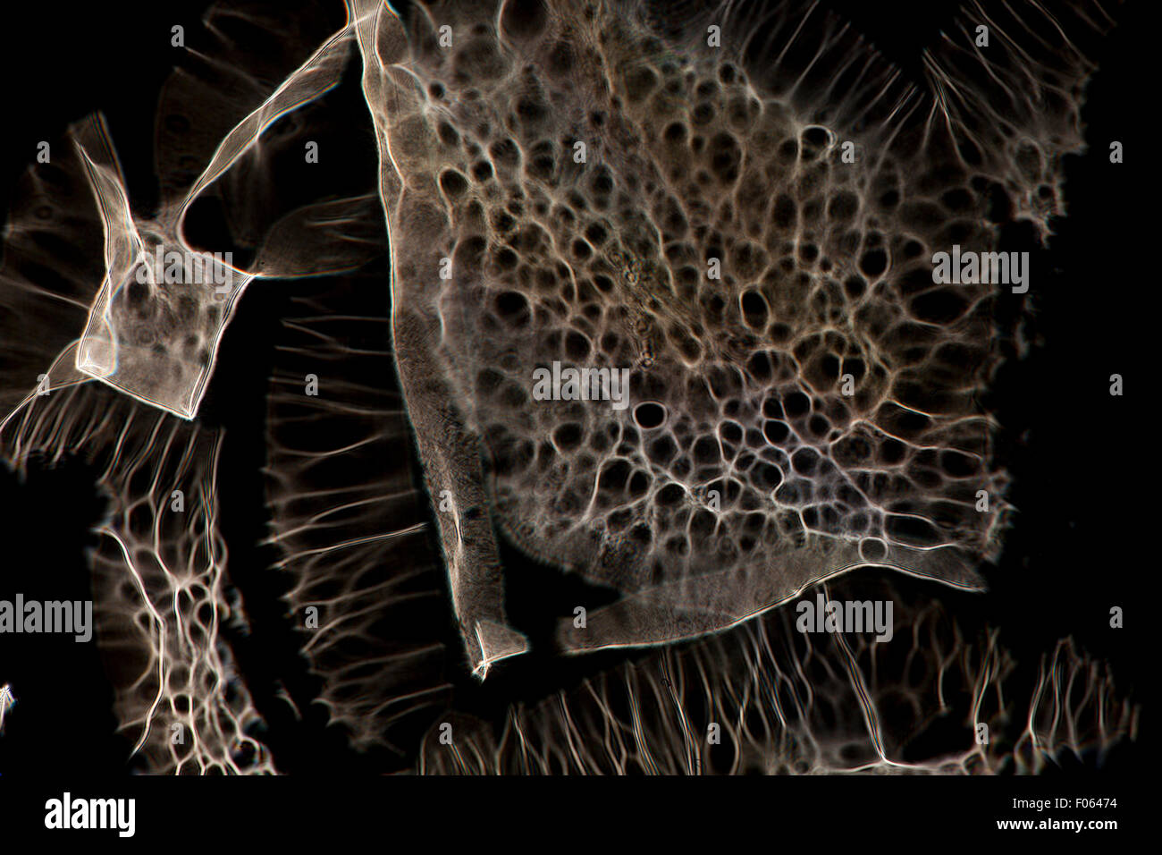 Une petite lampe lumière blanche est photographié par verre irrégulières. Cette irrégularité optique donne lieu à des interférences Banque D'Images