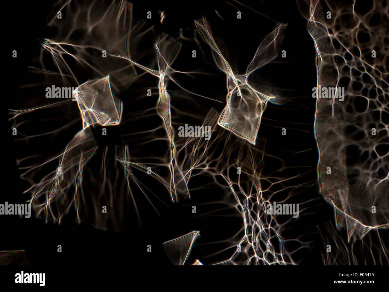 Une petite lampe lumière blanche est photographié par verre irrégulières. Cette irrégularité optique donne lieu à des interférences Banque D'Images