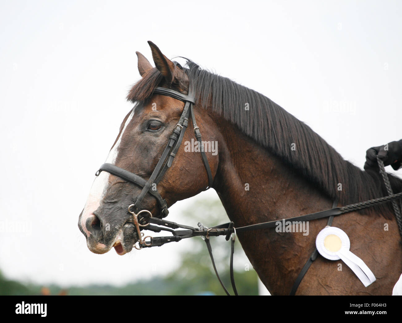 Vue latérale d'un beau portrait cheval de dressage avec gris avec rosette rider Banque D'Images