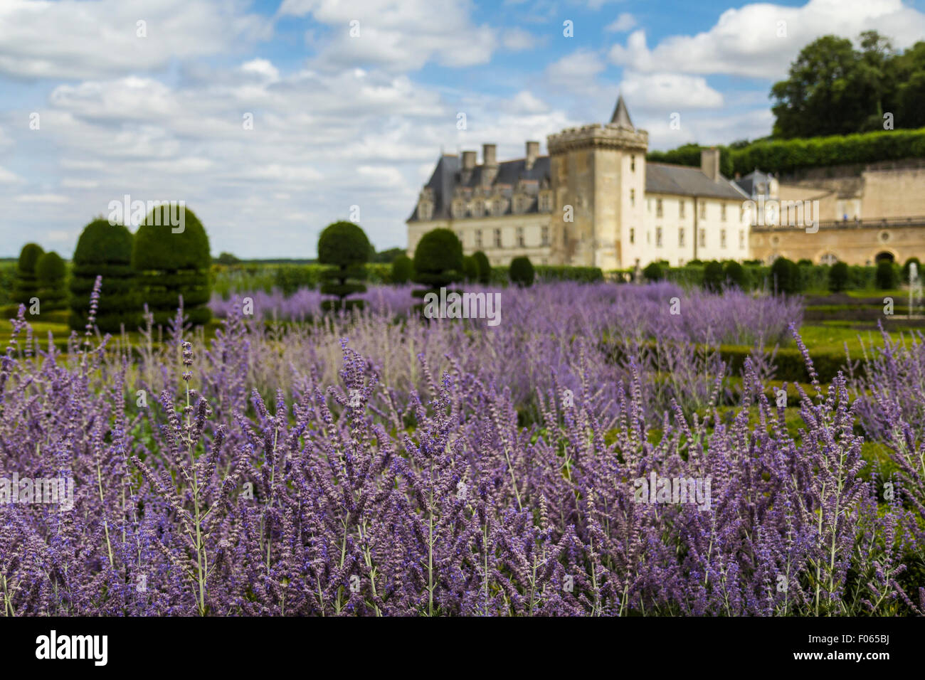 Fleurs de Lavande dans les jardins du château de Château de Villandry en Indre-et-Loir, France Banque D'Images