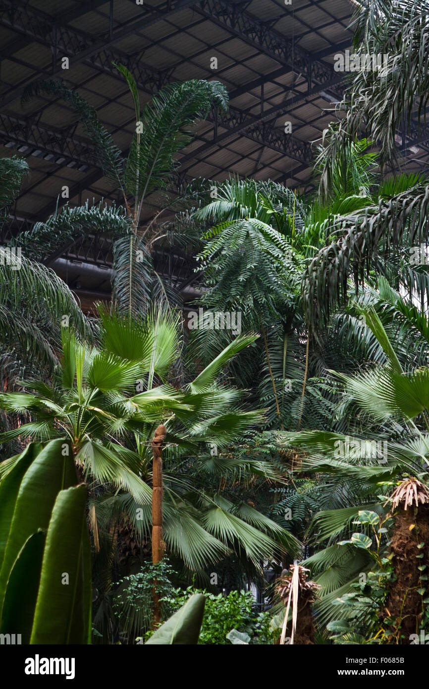 Jardin tropical intérieur de la gare d'Atocha de Madrid Banque D'Images