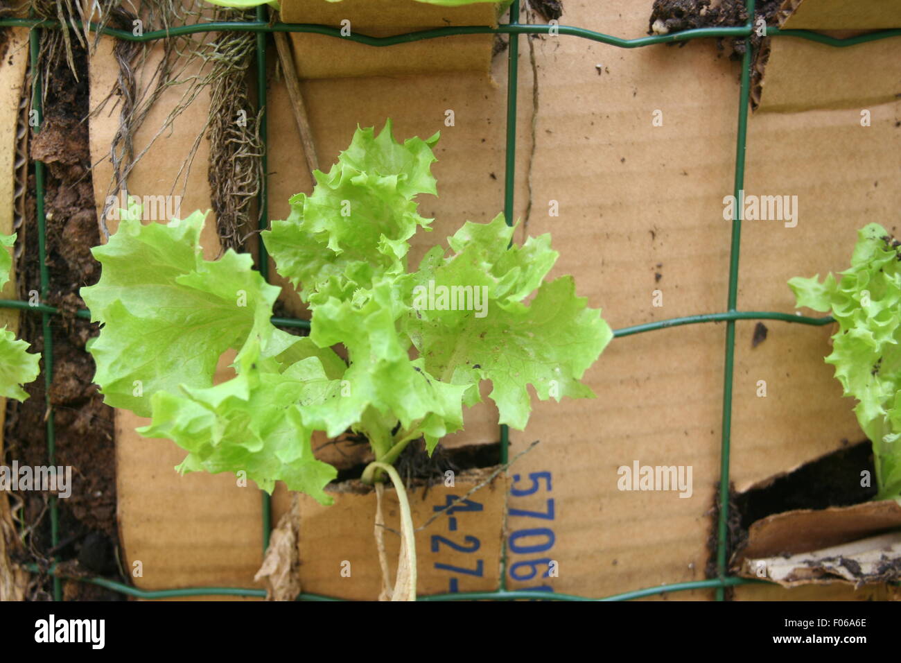 Les jeunes plants de laitue dans un jardin vertical contenant. Banque D'Images