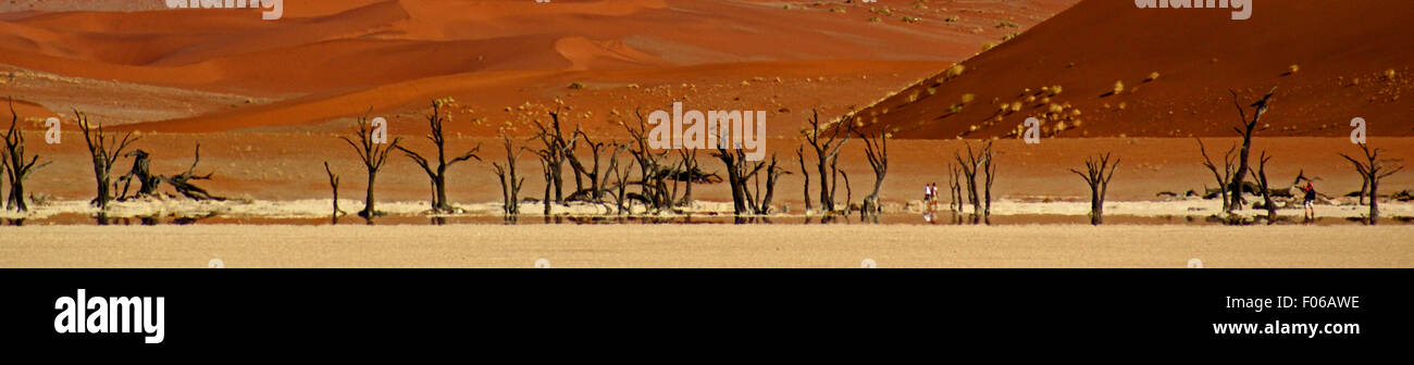 Les dunes de Sossusvlei et arbres Banque D'Images