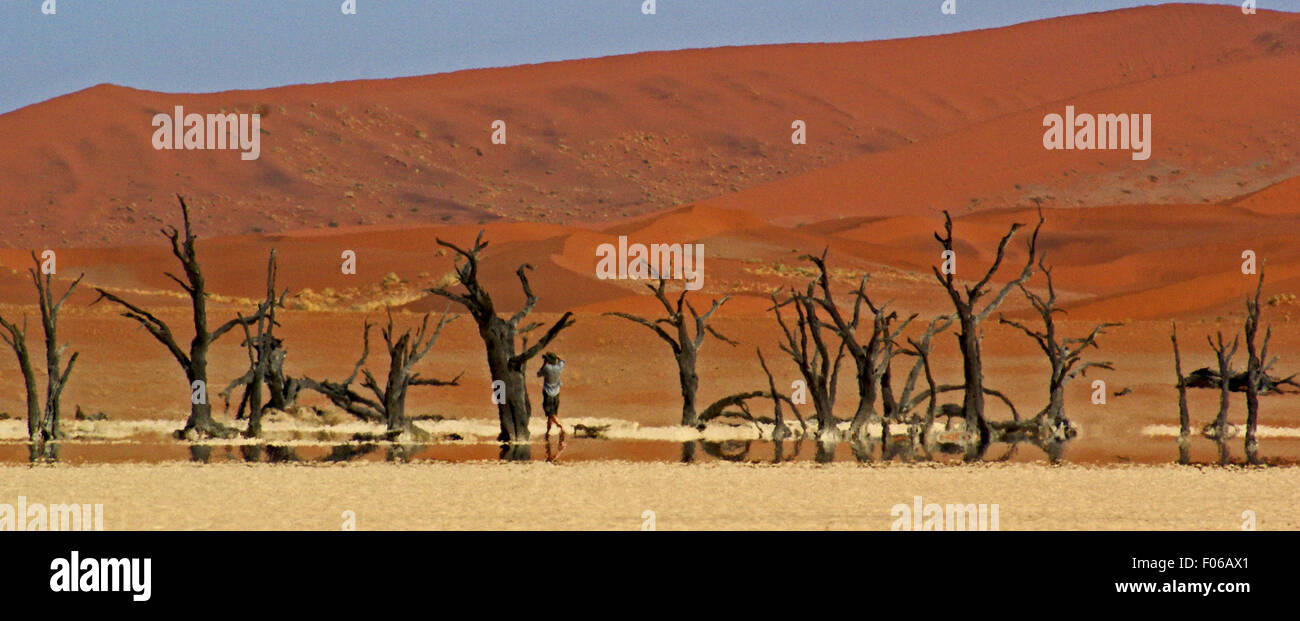 Les dunes de Sossusvlei et arbres Banque D'Images