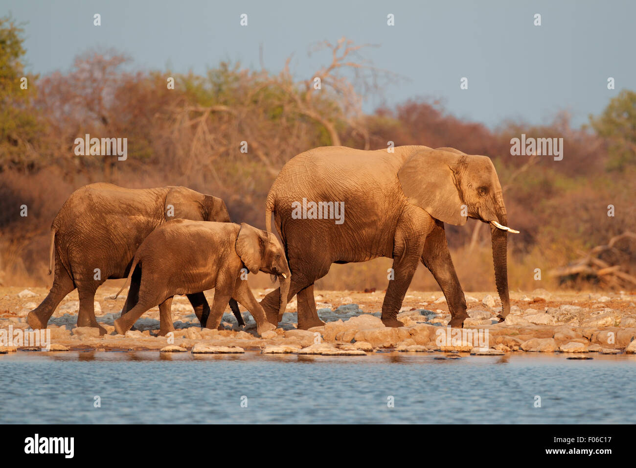 Les éléphants d'Afrique (Loxodonta africana) recouvert de poussière, Etosha National Park, Namibie Banque D'Images