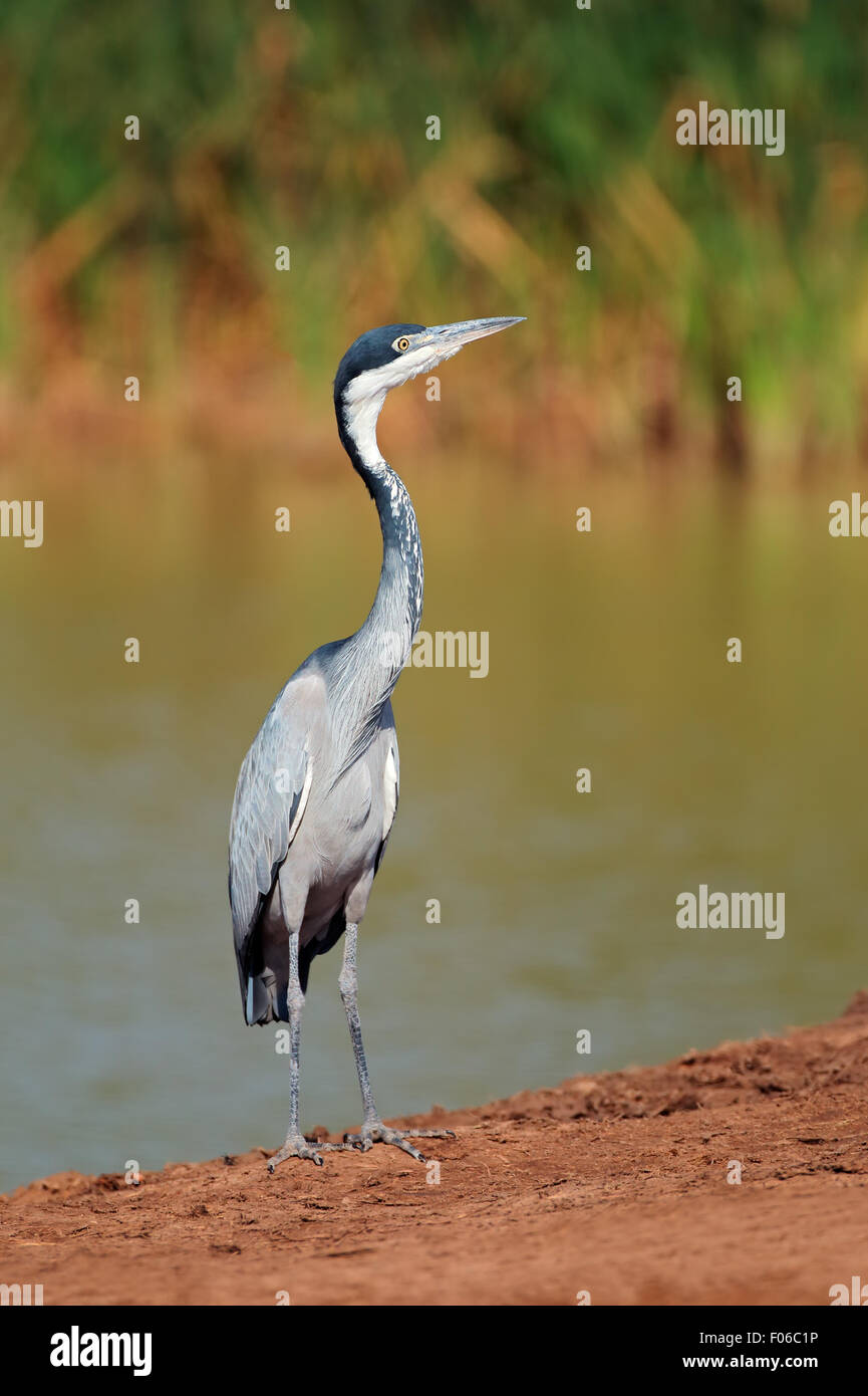 Héron à tête noire (Ardea melanocephala), Afrique du Sud Banque D'Images
