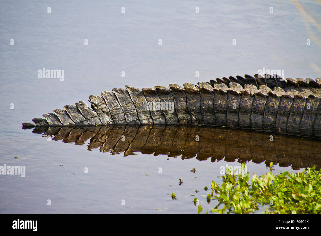 Queue d'Alligator assis le long de la rive d'un marais de Floride à Paynes Prairie Banque D'Images