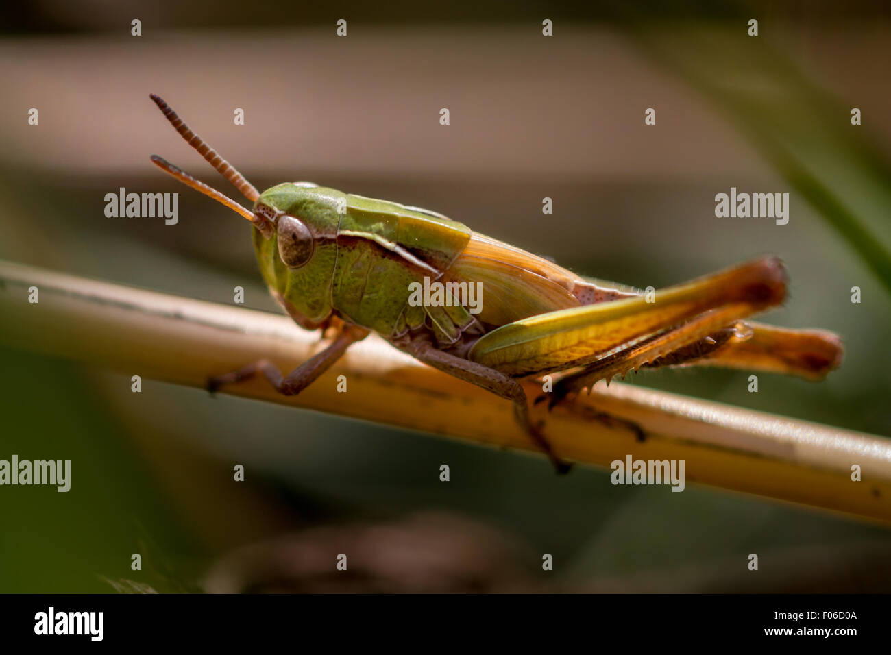 Meadow grasshopper Banque D'Images