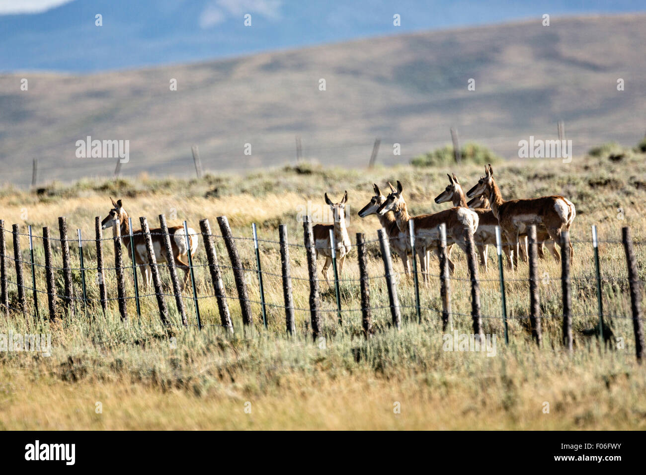 L'antilope d'arrêté par une barrière de barbelé dans les hautes plaines près de cantonnement, le Wyoming. Banque D'Images