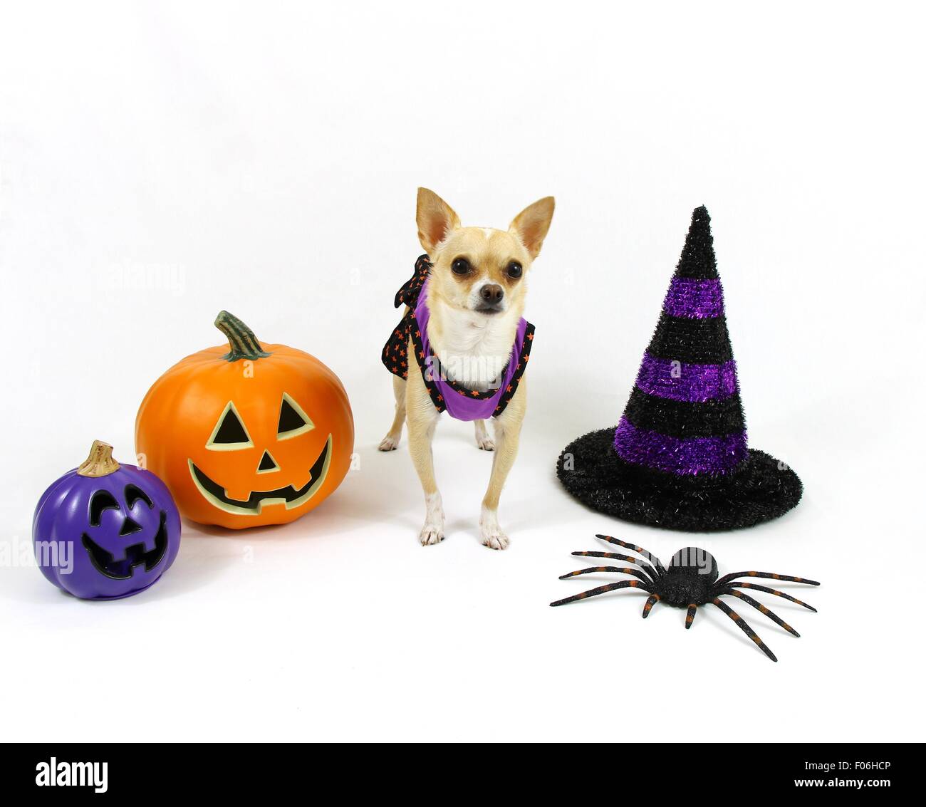 Cute chihuahua, chien, debout devant un fond blanc décoration Halloween Banque D'Images