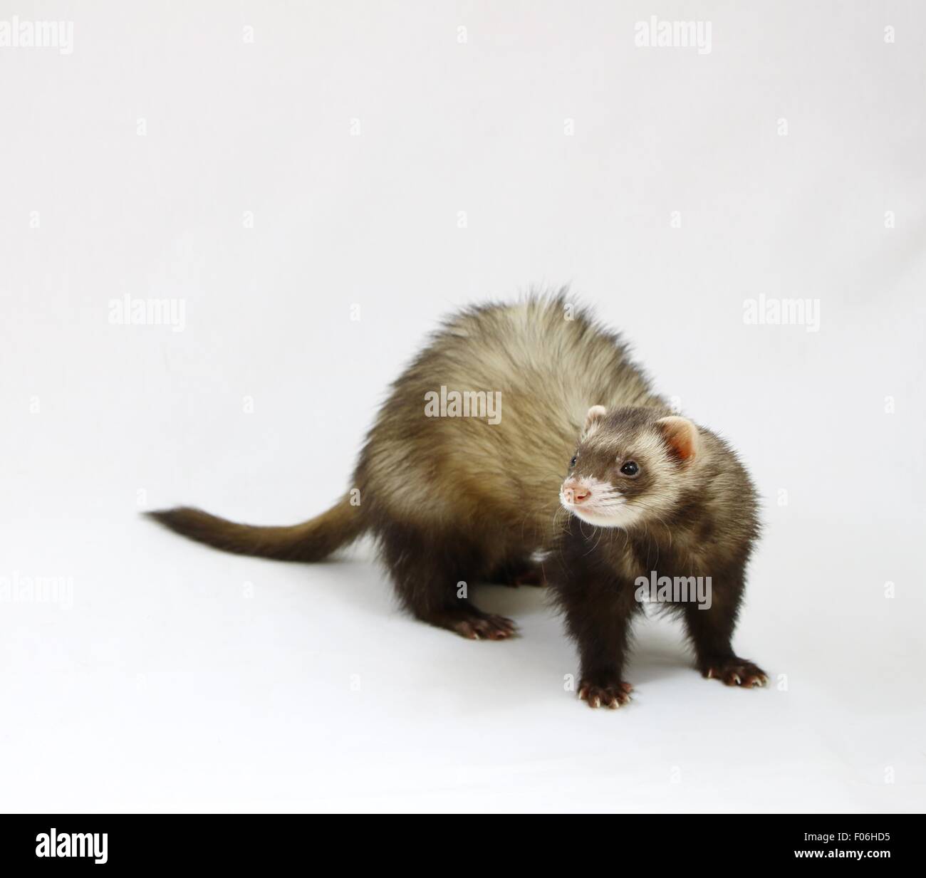 Furet de sable, debout devant un fond blanc Banque D'Images