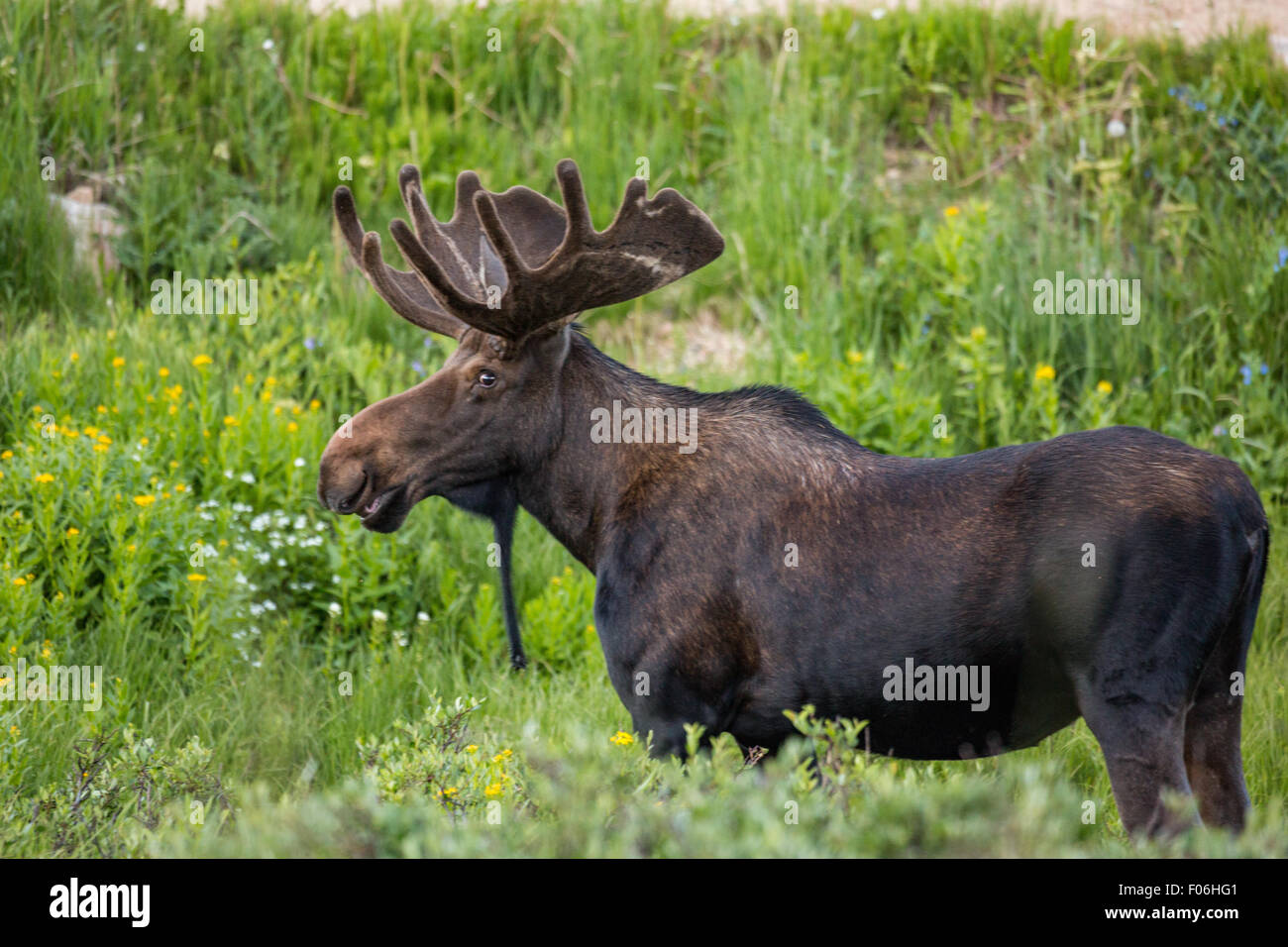 Un orignal mâle se nourrit dans une prairie de fleurs sauvages au col Cameron dans la forêt nationale Roosevelt près de Gould, au Colorado. Banque D'Images