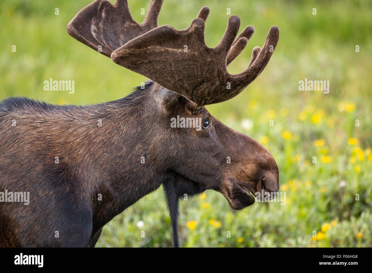 Un orignal mâle se nourrit dans une prairie de fleurs sauvages au col Cameron dans la forêt nationale Roosevelt près de Gould, au Colorado. Banque D'Images