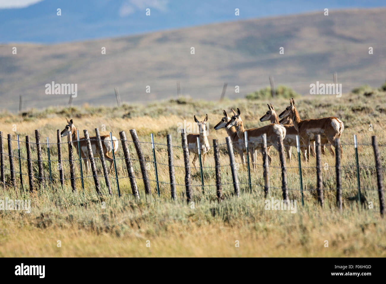 L'antilope d'arrêté par une barrière de barbelé dans les hautes plaines près de cantonnement, le Wyoming. Banque D'Images