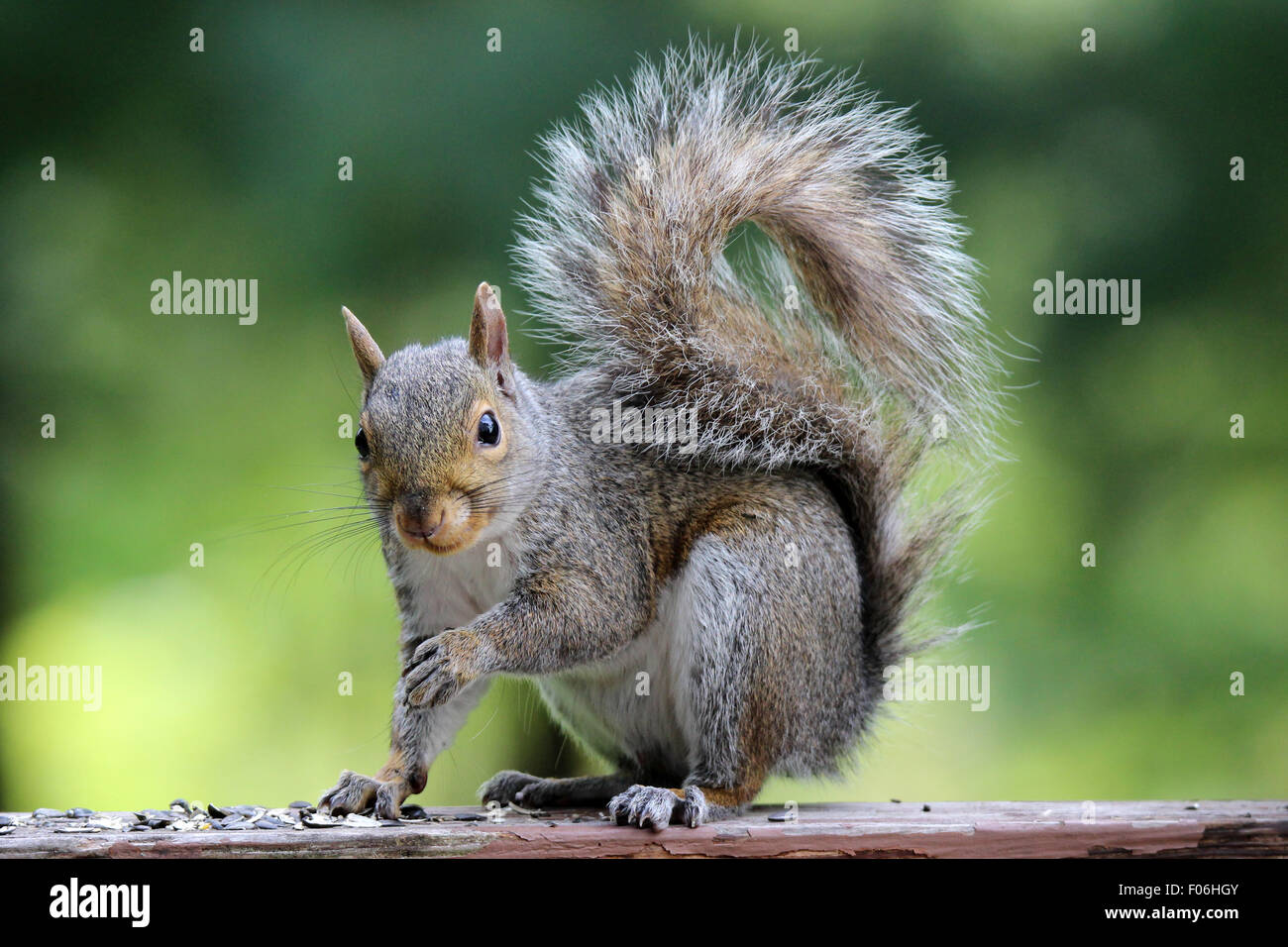 Un écureuil gris (Sciurus carolinensis) s'arrête pour regarder l'appareil de manger les graines. Banque D'Images