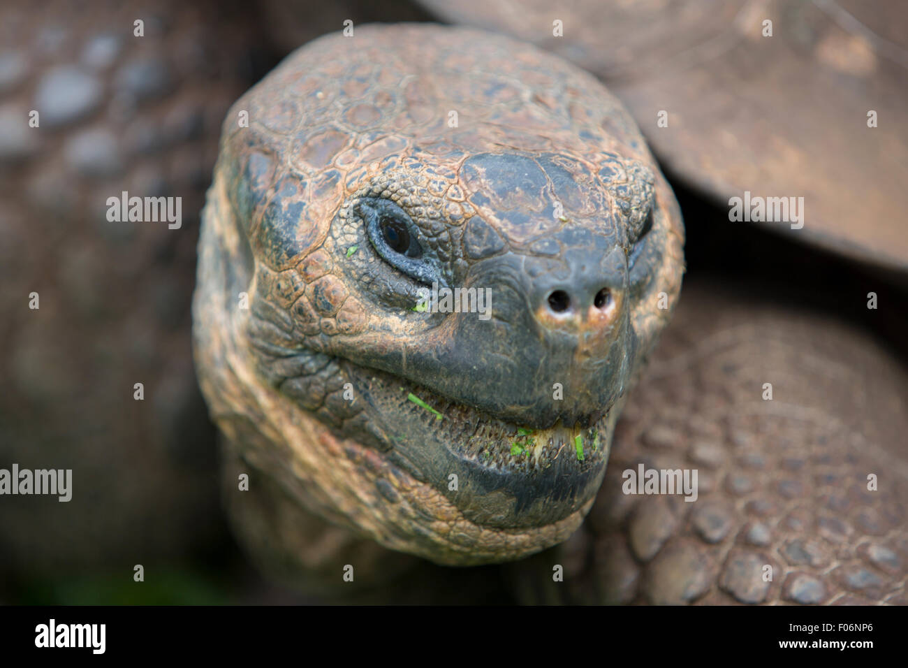 Tortue terrestre des Galapagos Giant Banque D'Images