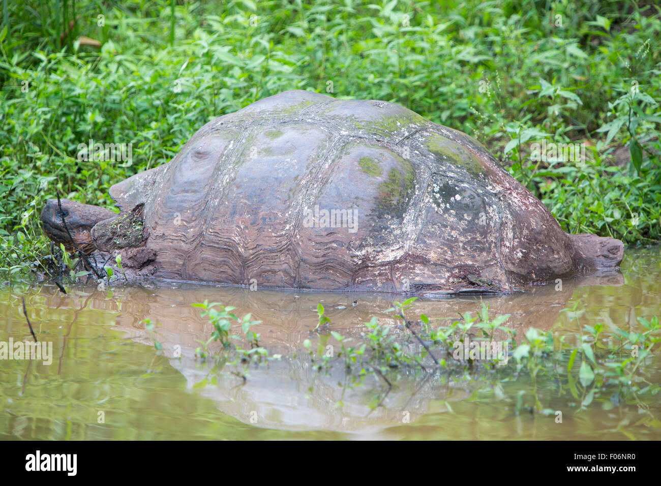 Tortue terrestre des Galapagos Giant Banque D'Images