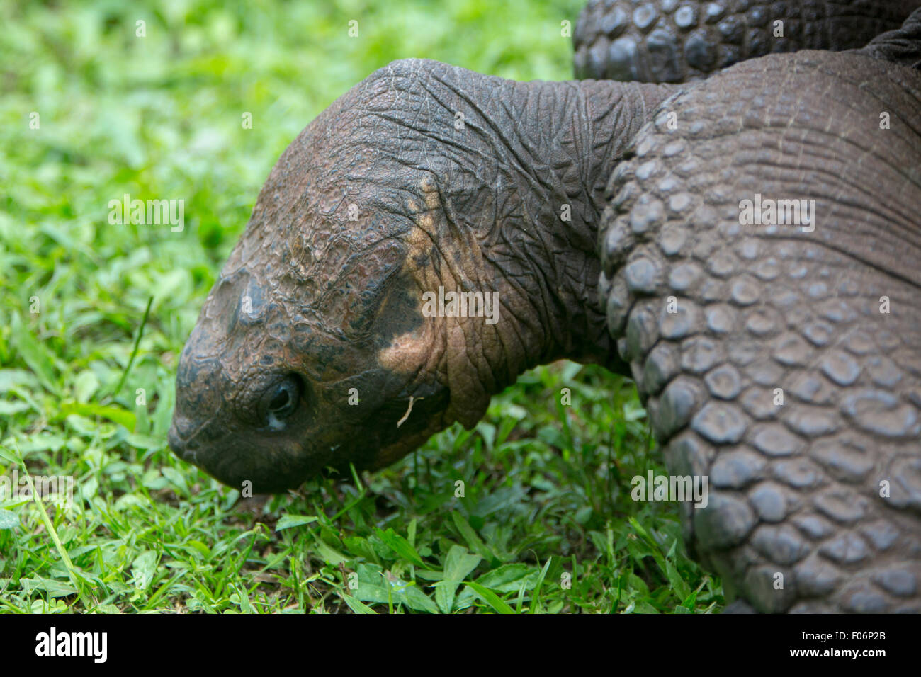 Tortue terrestre des Galapagos Giant Banque D'Images