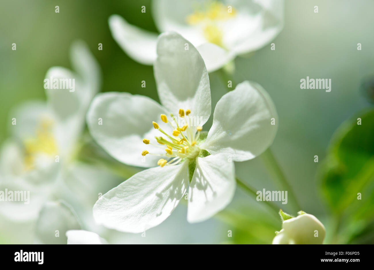 Fleurs de Printemps macro branche cerisier Banque D'Images