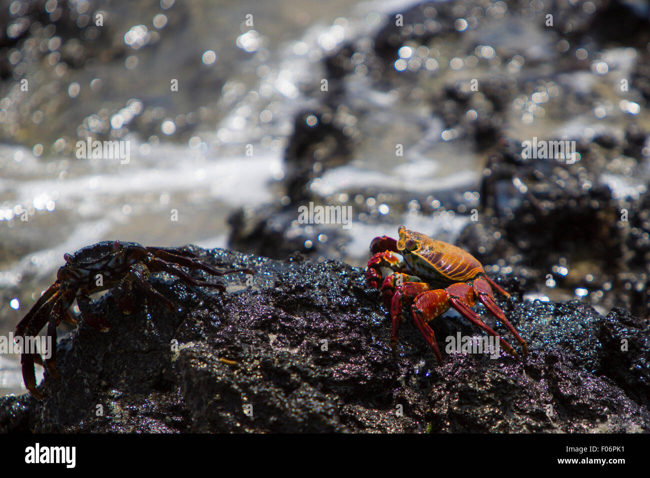 Sally Lightfoot crabe ou tourteau rouge marche sur la pierre volcanique noire à la plage d'Isabela, Galapgos 2015 îles. Banque D'Images