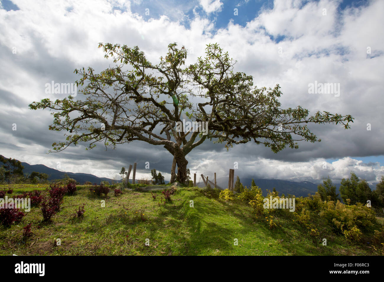 El Lechero, l'arbre sacré d'Otavalo. Cet arbre fait partie de la mythologie locale. L'Équateur Banque D'Images