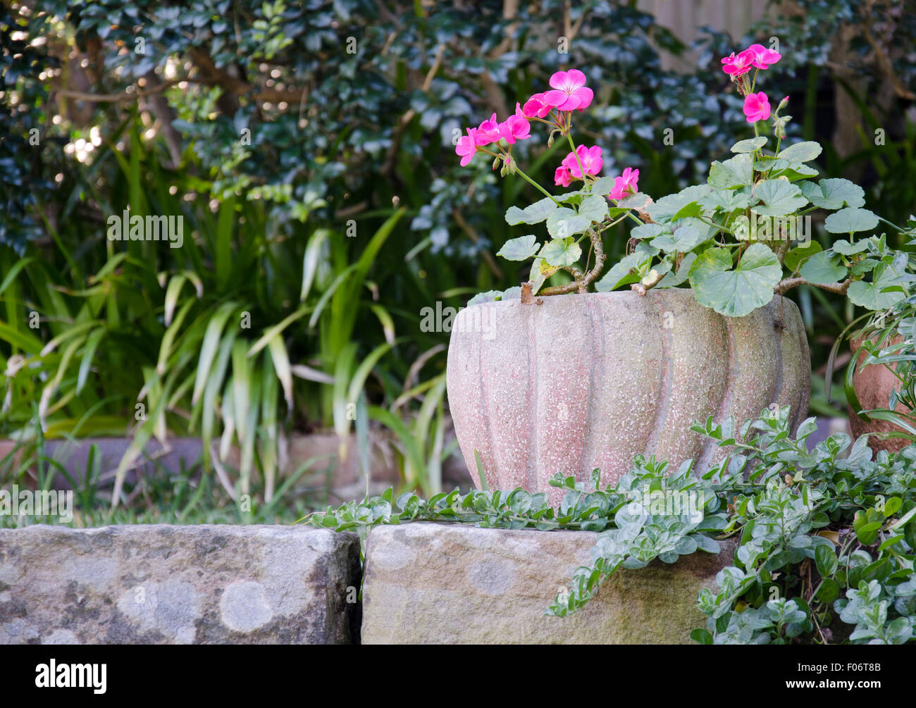 Un géranium rose vif fleurit dans un pot dans un coin ombragé d'un jardin à côté d'un mur de grès à Sydney en Australie Banque D'Images