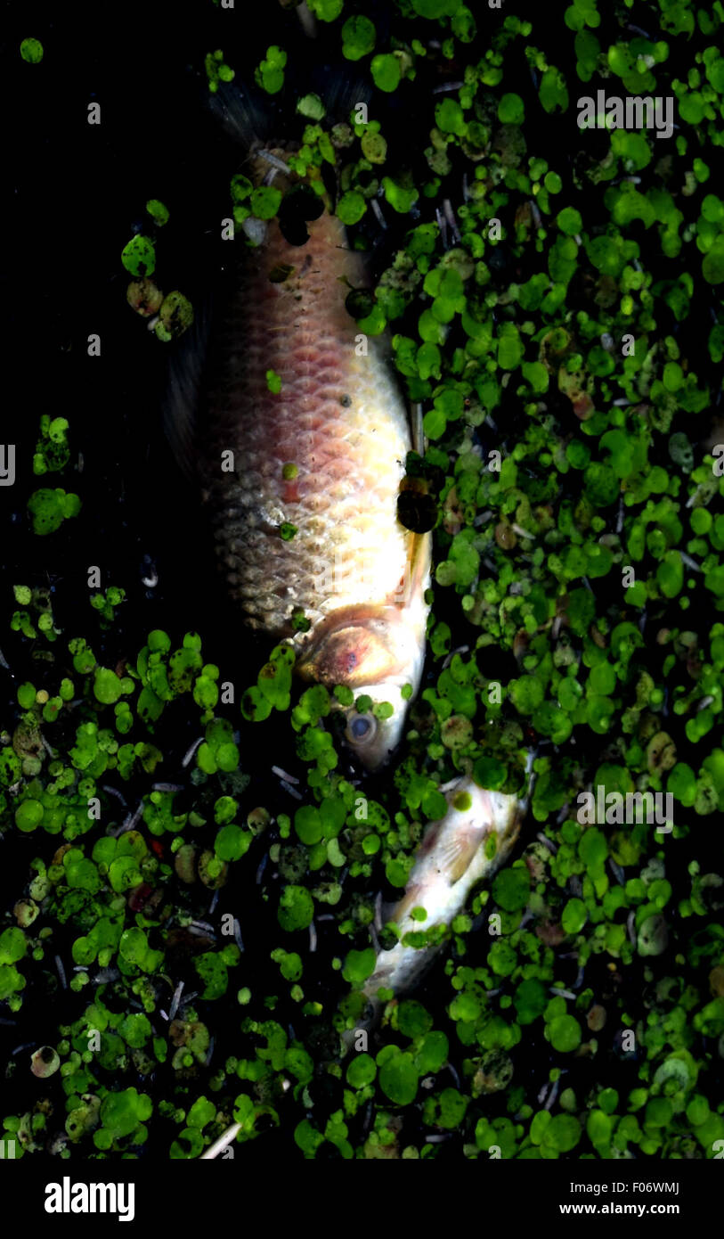 Beijing, Chine. 29 juillet, 2015. Photo prise le 29 juillet 2015 montre des poissons morts flottant à la surface de l'Xiliu Lake à Zhengzhou, province du Henan en Chine centrale. Les systèmes d'eau de la Zhengzhou Xiliu Lake Park et Jialu rivière ont été pollués par des effluents industriels et d'eaux usées sanitaires en amont. © Zhu Xiang/Xinhua/Alamy Live News Banque D'Images