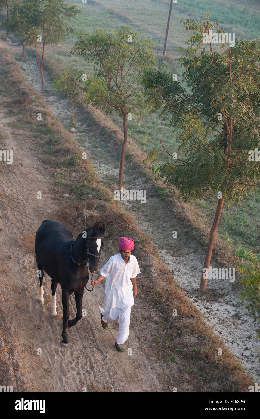 Homme marchant le long d'une voie ferme avec son cheval marwari noir Banque D'Images