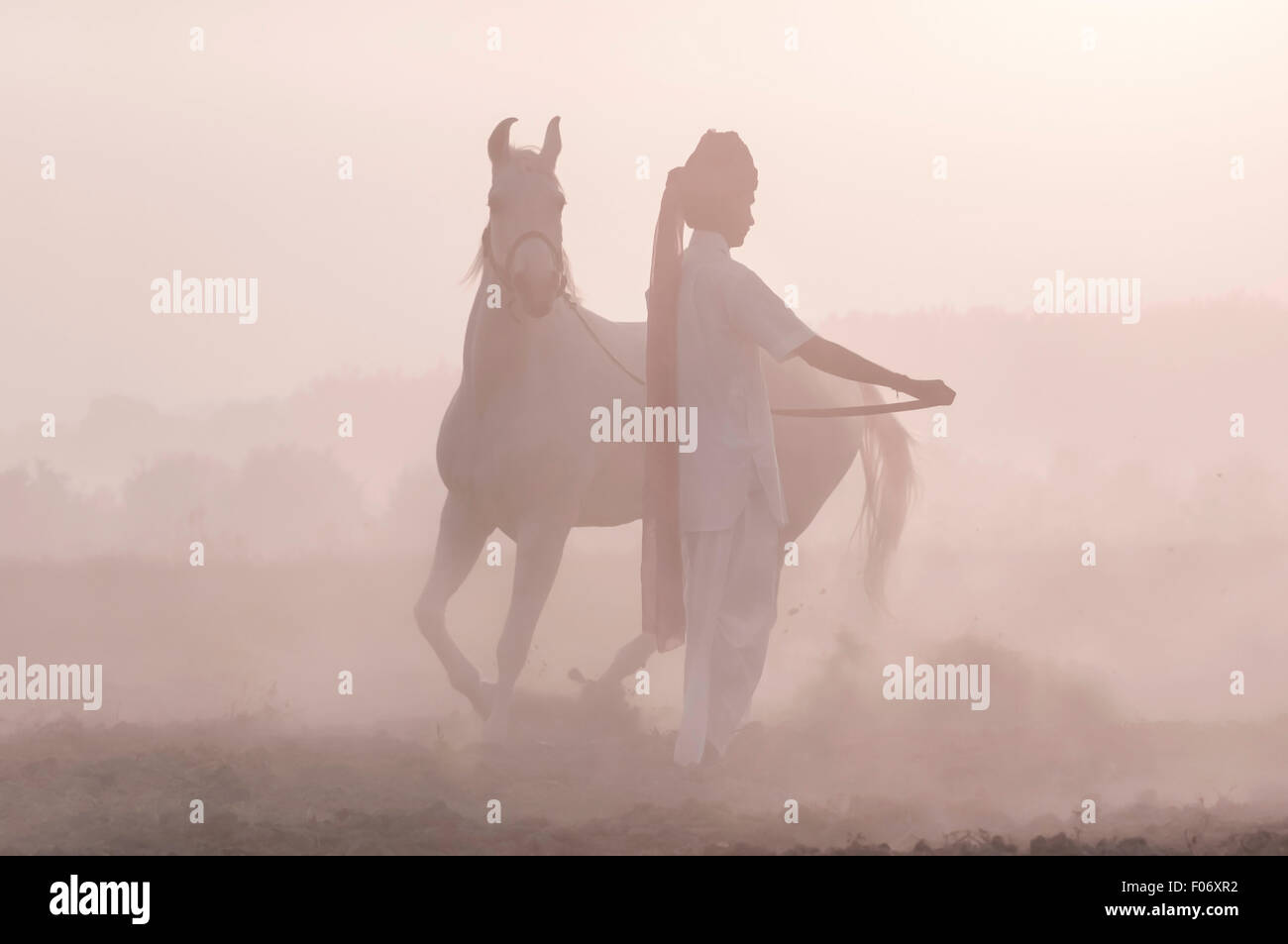 Sa formation l'homme indien Marwari horse à l'aube dans la brume Banque D'Images