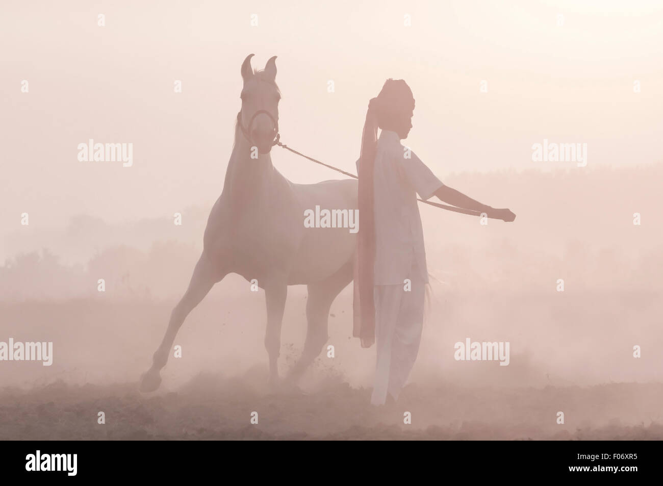 Sa formation l'homme indien Marwari horse à l'aube dans la brume Banque D'Images