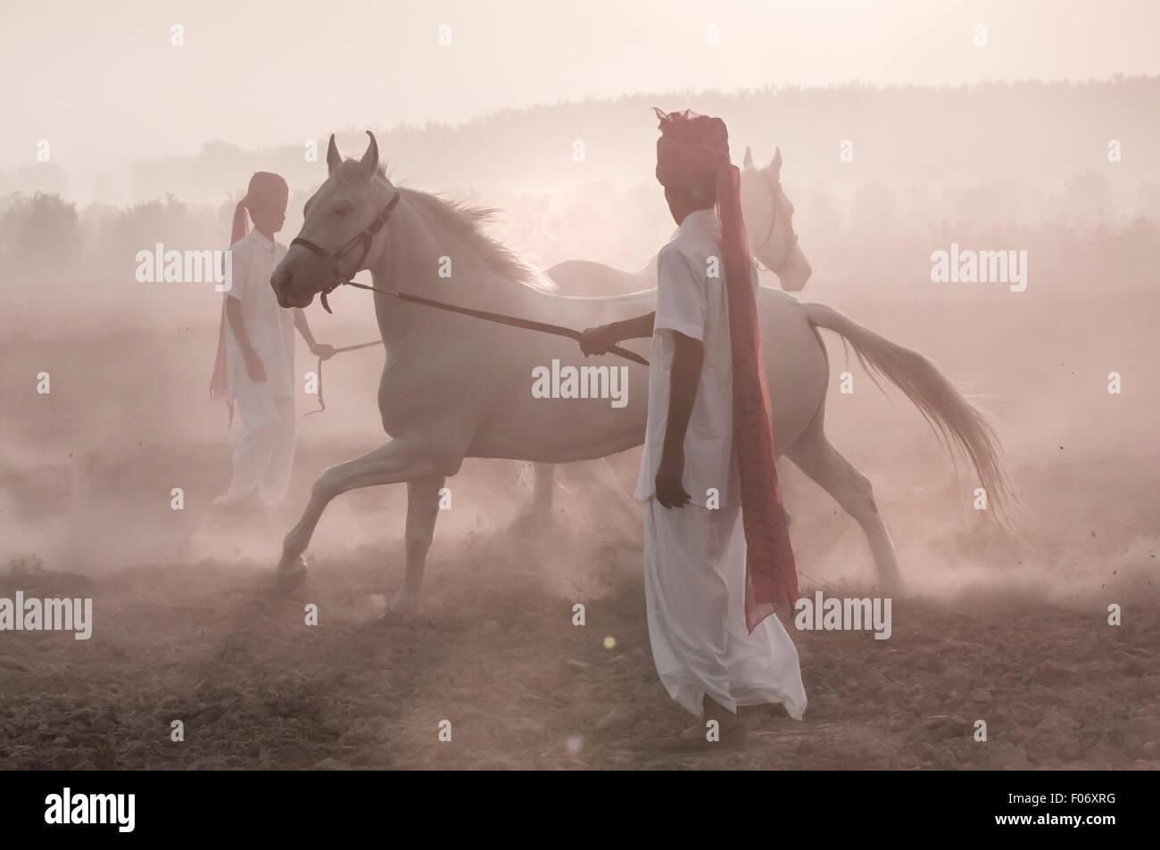 Deux cavaliers indiens leur formation à l'aube des chevaux Marwari blanc Banque D'Images