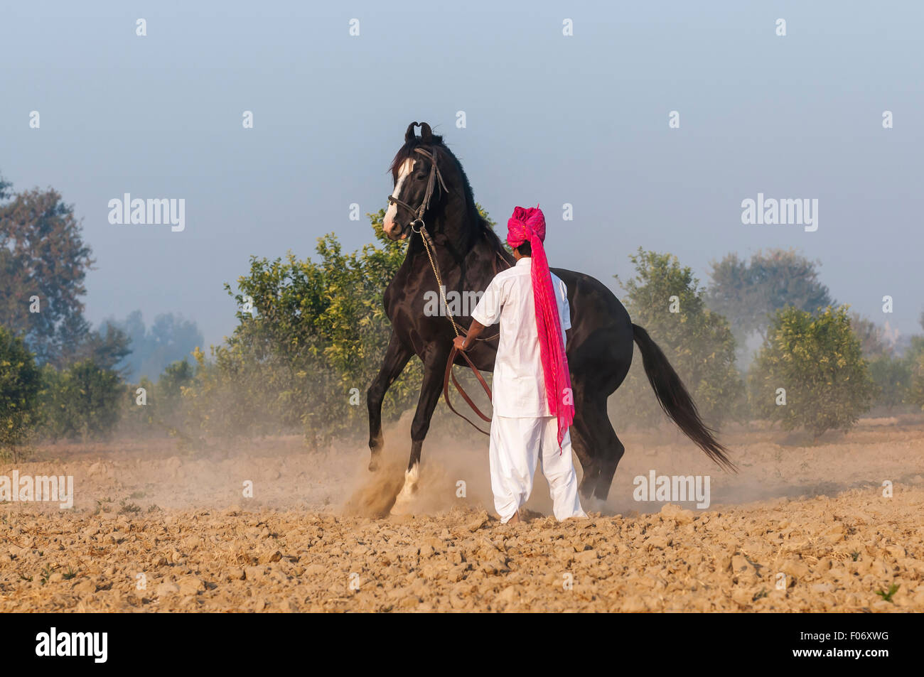 La formation de l'homme indien Marwari son étalon à l'aube sur une ferme dans le Punjab Banque D'Images