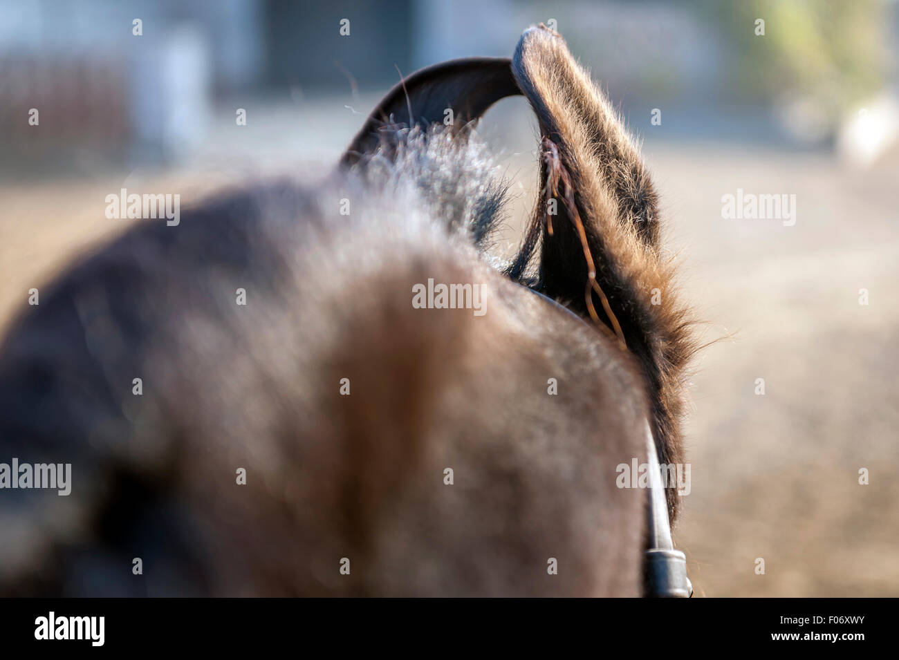 Voir à travers les oreilles d'un cheval Marwari brun foncé Banque D'Images