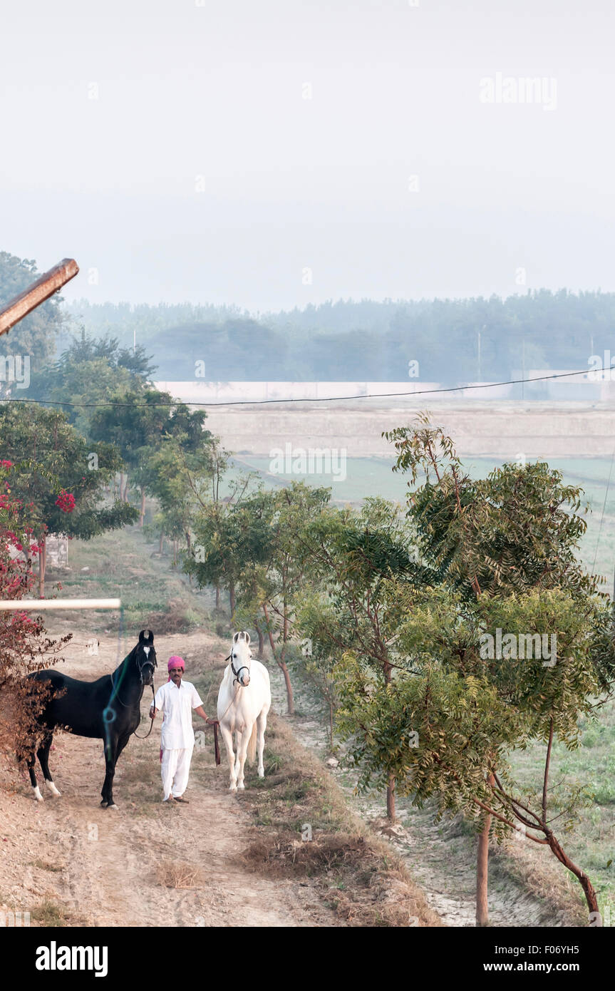 L'homme indien noir et blanc des chevaux marwari le long d'une voie agricole à l'aube. Banque D'Images