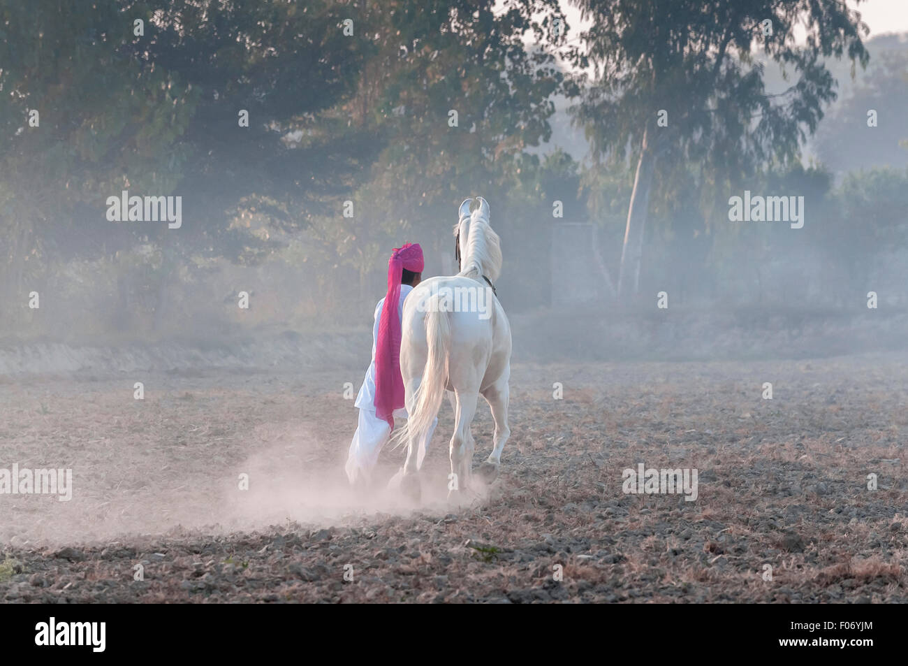 Un Marwari cheval s'élança dans la brume à l'aube par un homme en blanc et d'un turban rose traditionnel Banque D'Images