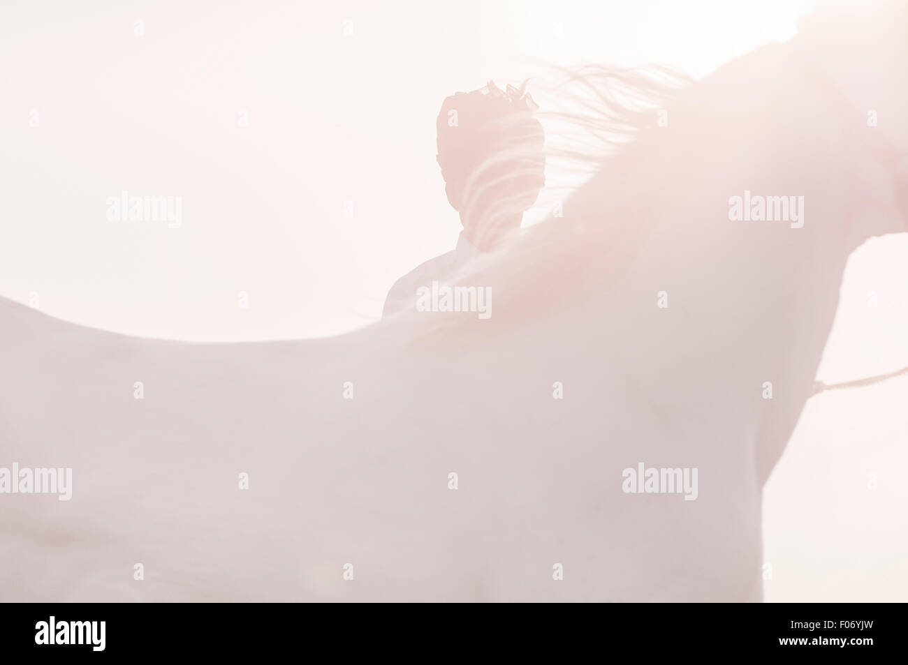 Vue sur le garrot d'un cheval Marwari s'élança dans la brume à l'aube par un homme en blanc et d'un turban rose Banque D'Images