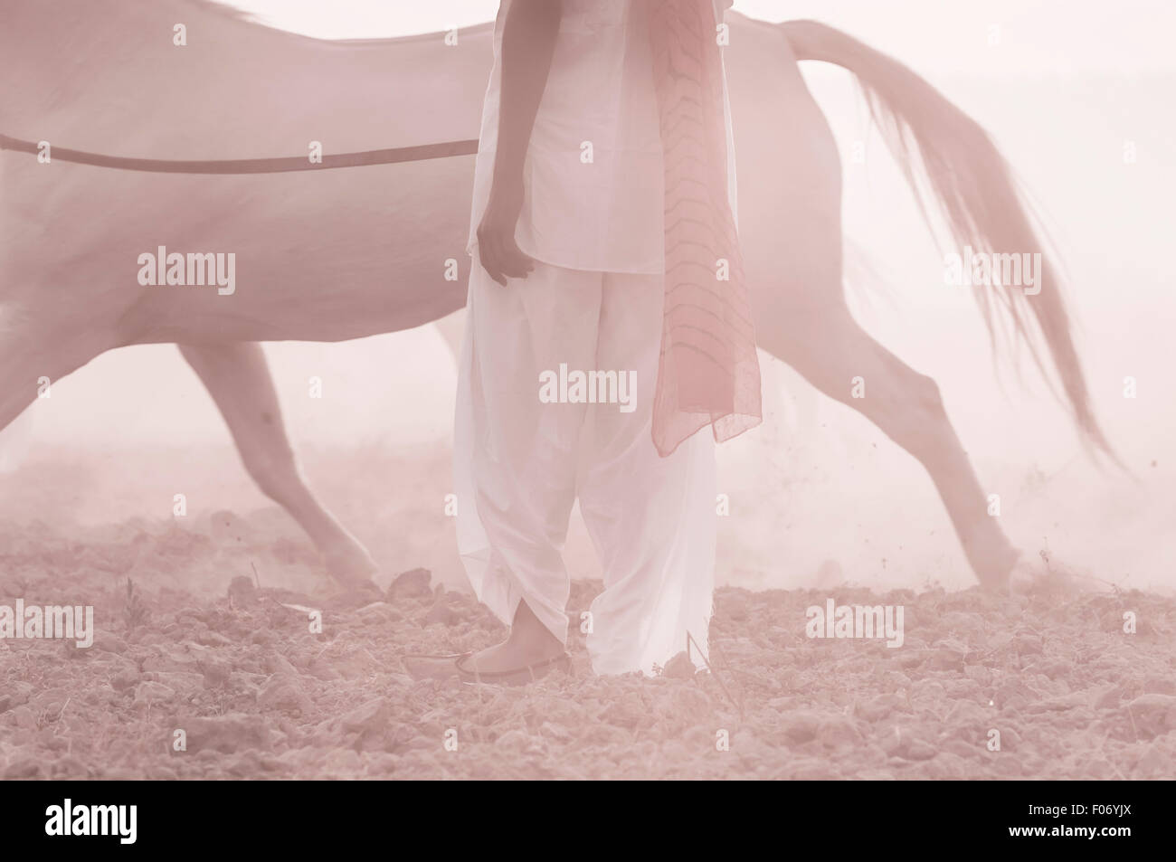 Marwari cheval s'élança dans la brume à l'aube par un homme en blanc et d'un turban rose. Banque D'Images