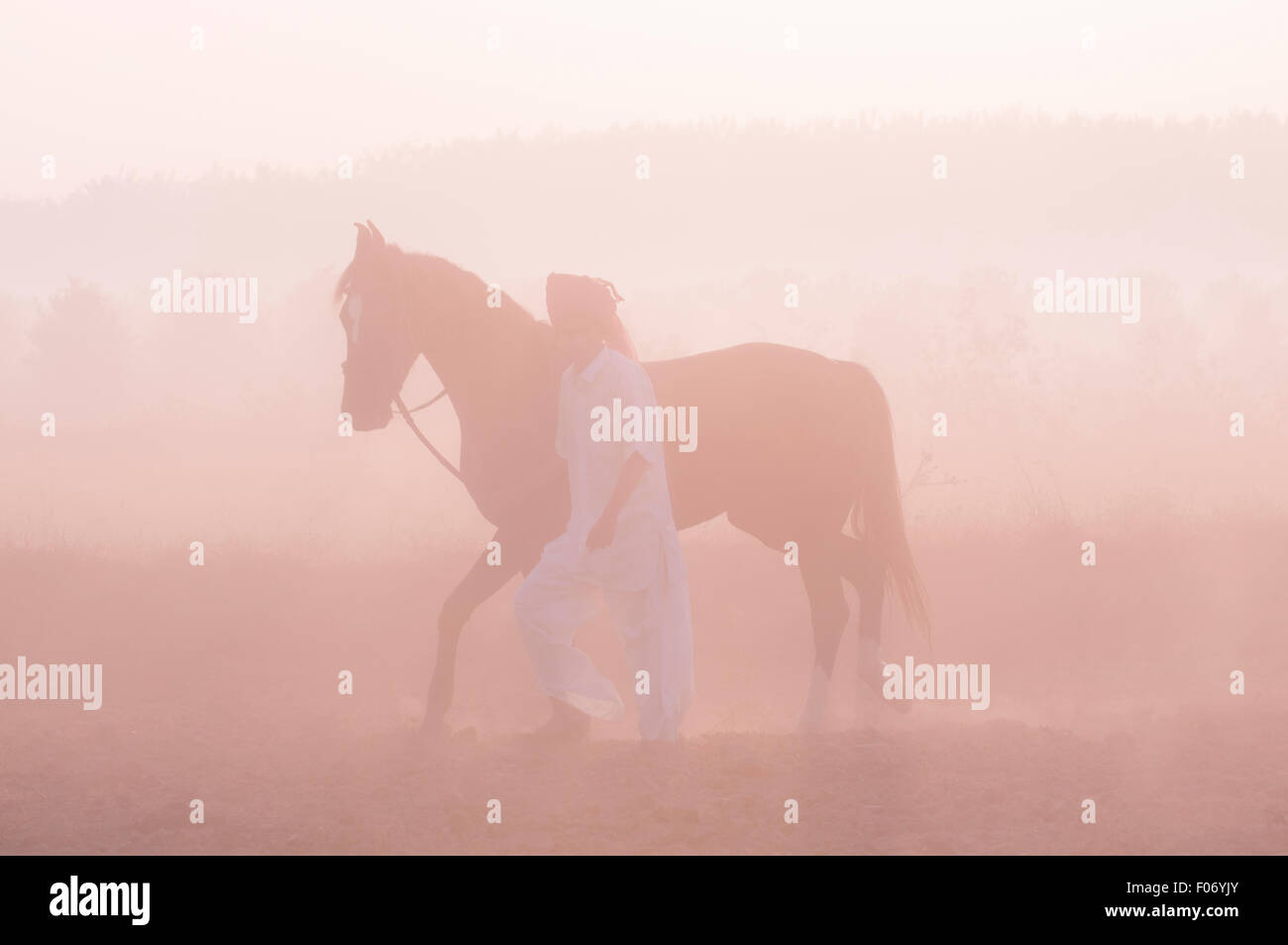 Marwari horse menée à travers la brume à l'aube par un homme en blanc et d'un turban rose Banque D'Images